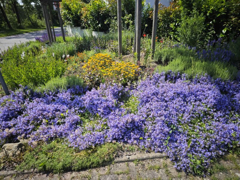 Referenzfoto eines von Volksgarten38 gepflegten Gartens